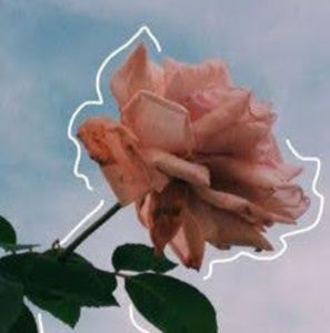 Meet your Posher, Zoe